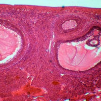 яйцеклетка млекопитающего