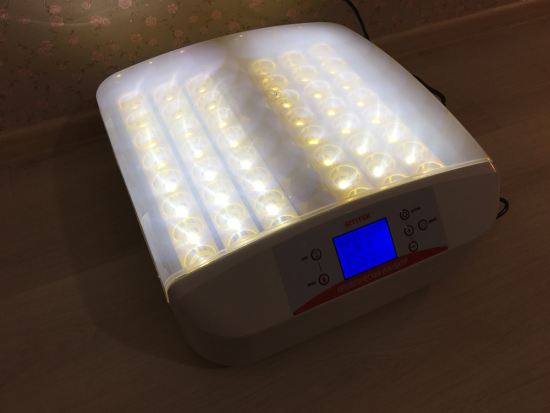 Яйца подсвечиваются яркими светодиодами, что облегчает наблюдение за содержимым инкубатора через его прозрачную крышку (нажмите на фото для увеличения)