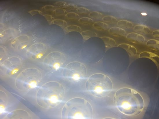 Яркость светодиодной подсветки достаточна для рассматривания яйца "на просвет" без его выемки из лотка