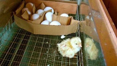 С этим инкубатором заниматься птицеводством совсем несложно