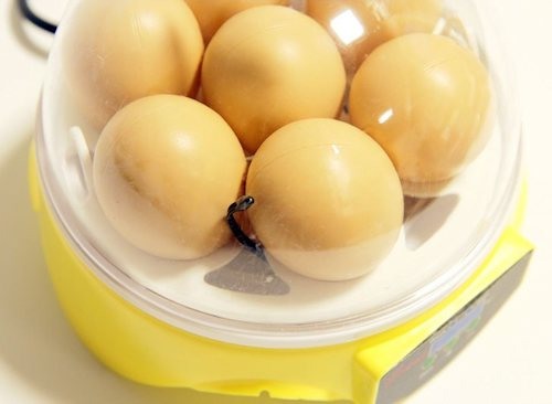Благодаря прозрачной крышке, Вы сможете контролировать состояние яиц, не открывая инкубатор (нажмите на фото для увеличения)