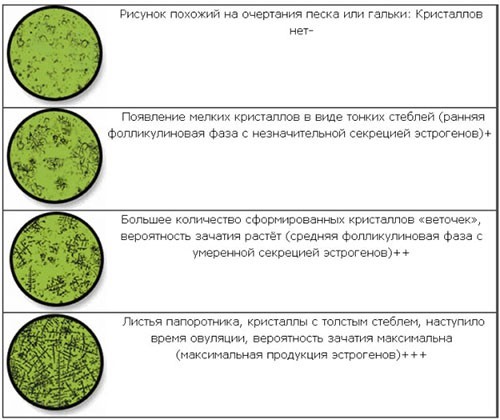 Изображения, которые могут появиться в окуляре микроскопа