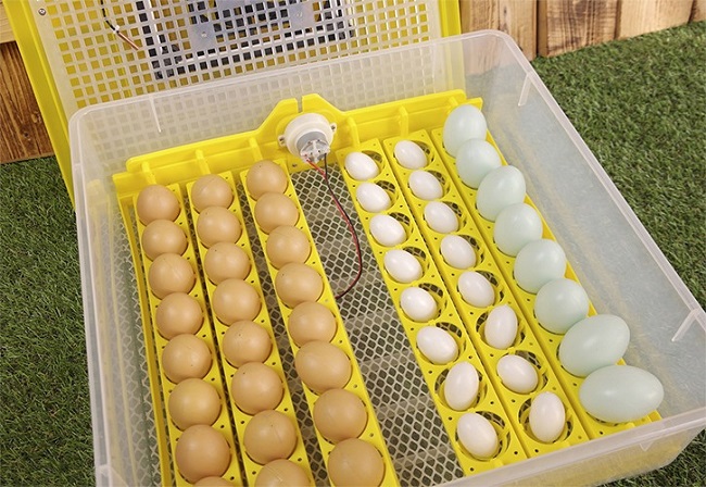 Бытовой инкубатор для 48 куриных яиц SITITEK 48