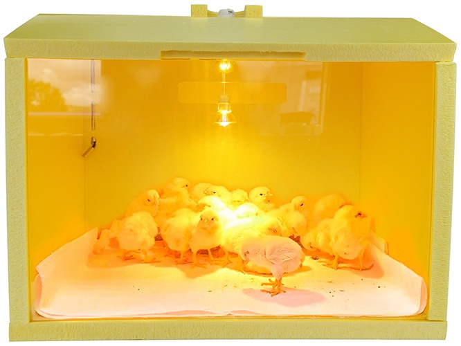 Автоматический брудер для цыплят "SITITEK HD 50W Auto"